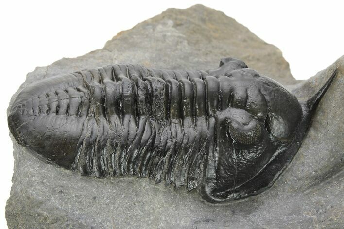 Morocconites Trilobite Fossil - Ofaten, Morocco #227779